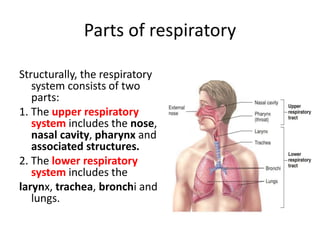L12__Respiratory_system_anatomy[1].pptx