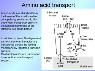 Comprehensive Overview of Protein Digestion and Amino Acid Absorption ...