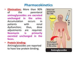 Pharmacokinetics
• Elimination: More than 90%
of the parenteral
aminoglycosides are excreted
unchanged in the urine.
Accumulation occurs in
patients with renal
dysfunction; thus, dose
adjustments are required.
Neomycin is primarily
excreted unchanged in the
feces.
• Protein binding:
Aminoglycosides are reported
to have low protein binding.
 