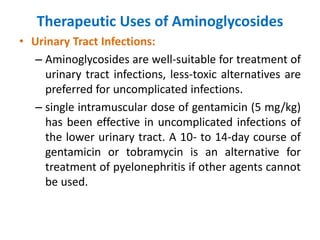 Therapeutic Uses of Aminoglycosides
• Urinary Tract Infections:
– Aminoglycosides are well-suitable for treatment of
urinary tract infections, less-toxic alternatives are
preferred for uncomplicated infections.
– single intramuscular dose of gentamicin (5 mg/kg)
has been effective in uncomplicated infections of
the lower urinary tract. A 10- to 14-day course of
gentamicin or tobramycin is an alternative for
treatment of pyelonephritis if other agents cannot
be used.
 