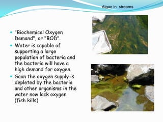 "Biochemical Oxygen
Demand", or "BOD".
 Water is capable of
supporting a large
population of bacteria and
the bacteria will have a
high demand for oxygen.
 Soon the oxygen supply is
depleted by the bacteria
and other organisms in the
water now lack oxygen
(fish kills)
Algae in streams
 