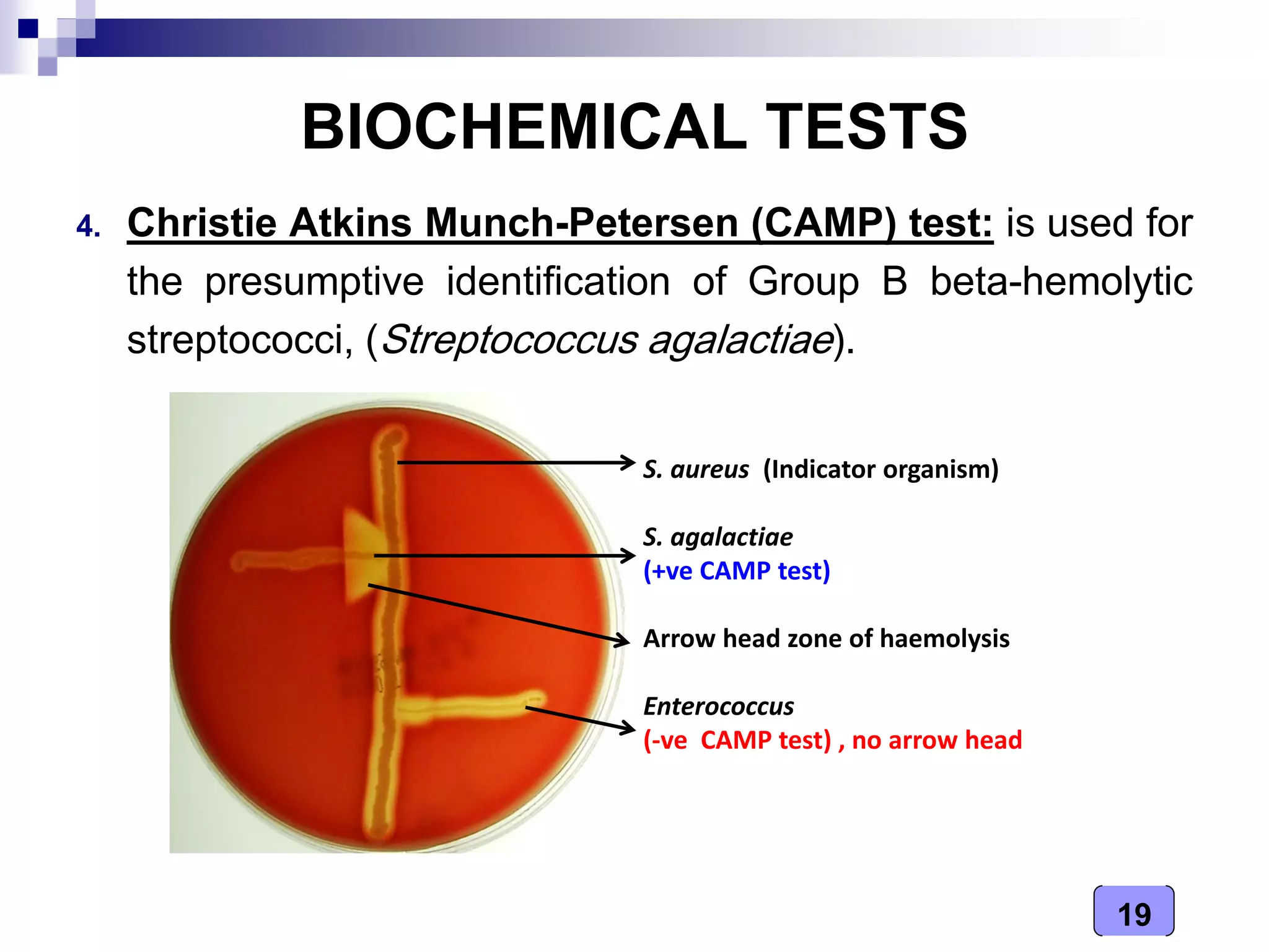19
BIOCHEMICAL TESTS
4. Christie Atkins Munch-Petersen (CAMP) test: is used for
the presumptive identification of Group B beta-hemolytic
streptococci, (Streptococcus agalactiae).
S. aureus (Indicator organism)
S. agalactiae
(+ve CAMP test)
Arrow head zone of haemolysis
Enterococcus
(-ve CAMP test) , no arrow head
 
