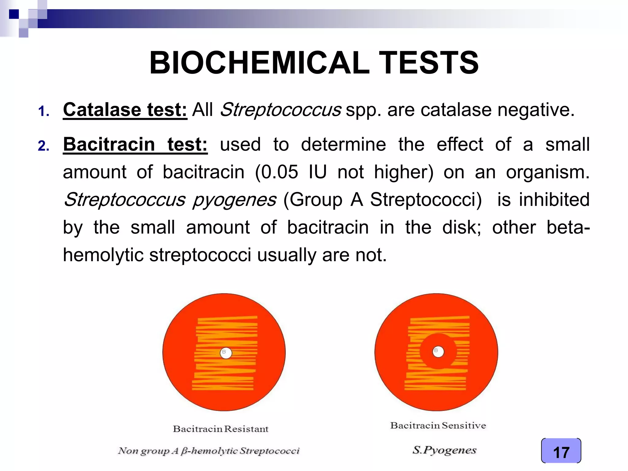Medical Microbiology Laboratory (streptococcus spp.)