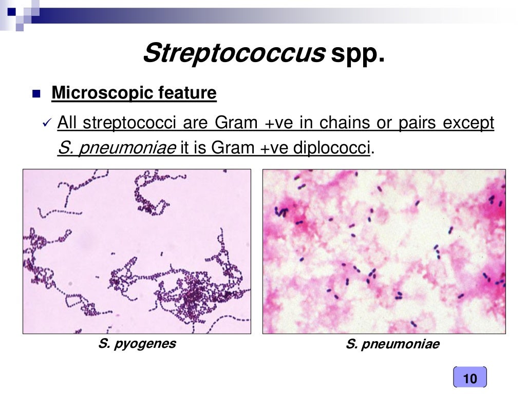 Medical Microbiology Laboratory (streptococcus spp.)