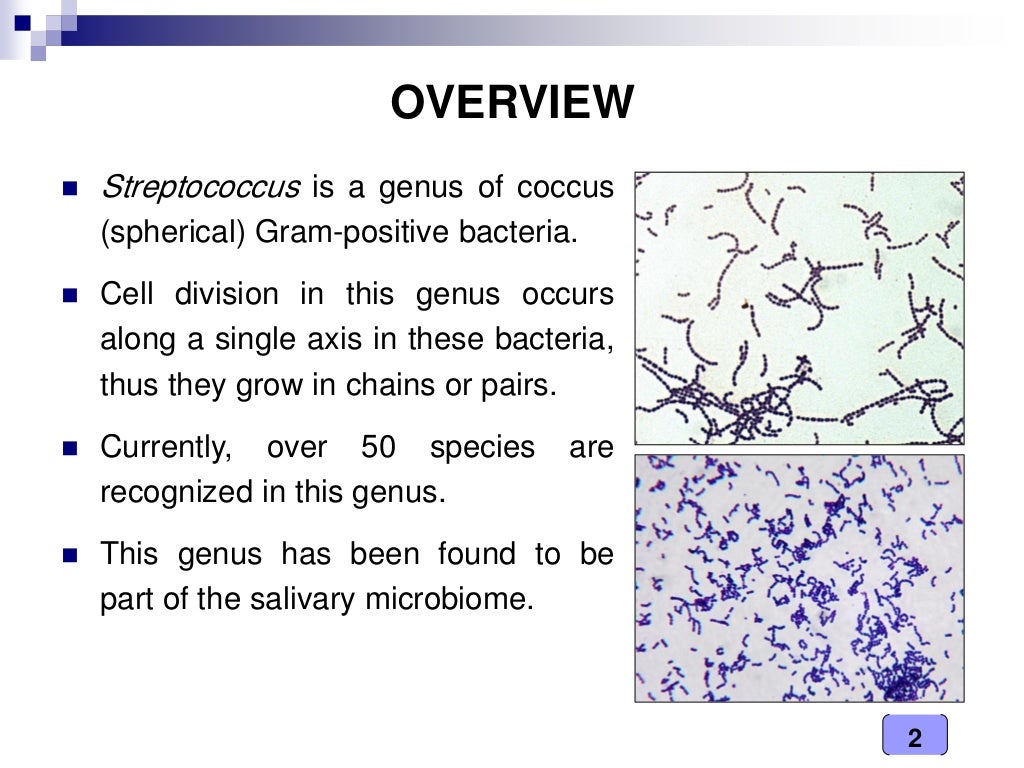 Medical Microbiology Laboratory (streptococcus spp.)