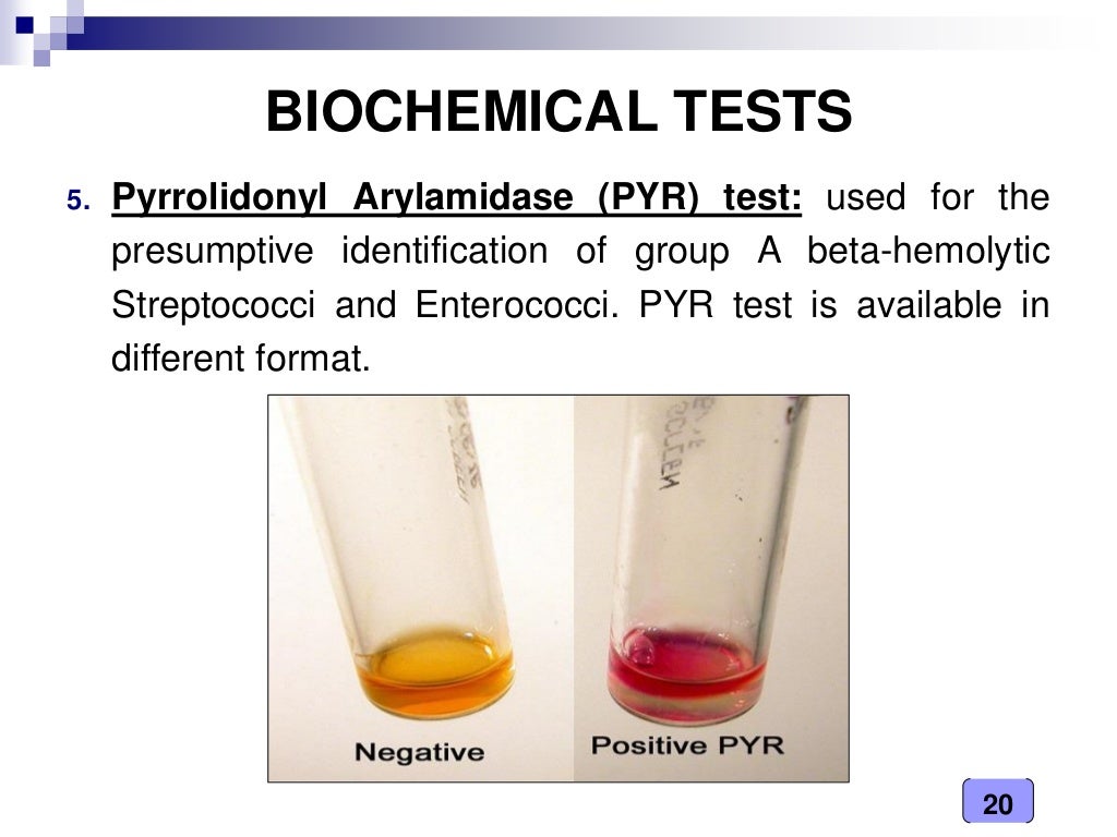 Medical Microbiology Laboratory (streptococcus spp.)