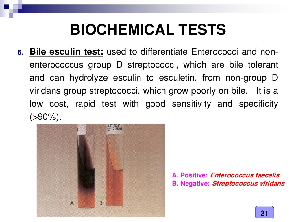 Medical Microbiology Laboratory (streptococcus spp.)
