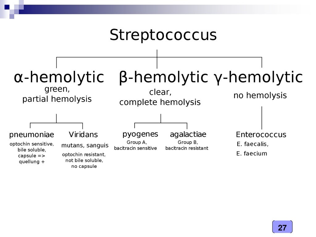 Medical Microbiology Laboratory (streptococcus spp.)