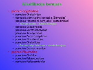 Klasifikacija kornjača
• podred Cryptodira
   – porodica Chelydridae
   – porodica slatkovodne kornjače (Emydidae)
   – porodica terestične kornjače (Testudinidae)
        • Testudo graeca – sumska kornjaca
   –   porodica Geoemydidae
   –   porodica Carettochelyidae
   –   porodica Trionychidae
   –   porodica Dermatemydidae
   –   porodica Kinosternidae
   –   porodica Cheloniidae
        • Eretmochelys imbricate – morska kornjaca
   – porodica Dermochelyidae
• podred Pleurodira
   – porodica Chelidae
   – porodica Pelomedusidae
   – porodica Podocnemididae
 