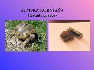 ŠUMSKA KORNJAČA
  (testudo graeca)
 