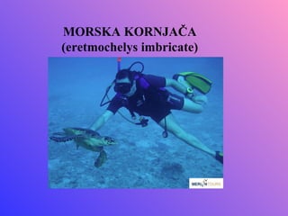 MORSKA KORNJAČA
(eretmochelys imbricate)
 