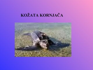 KOŽATA KORNJAČA
 