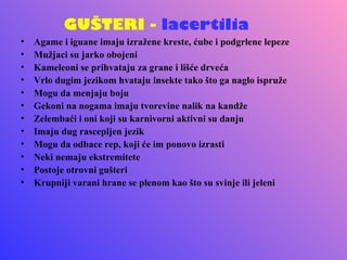 GUŠTERI - lacertilia
•   Agame i iguane imaju izražene kreste, ćube i podgrlene lepeze
•   Mužjaci su jarko obojeni
•   Kameleoni se prihvataju za grane i lišće drveća
•   Vrlo dugim jezikom hvataju insekte tako što ga naglo ispruže
•   Mogu da menjaju boju
•   Gekoni na nogama imaju tvorevine nalik na kandže
•   Zelembaći i oni koji su karnivorni aktivni su danju
•   Imaju dug rascepljen jezik
•   Mogu da odbace rep, koji će im ponovo izrasti
•   Neki nemaju ekstremitete
•   Postoje otrovni gušteri
•   Krupniji varani hrane se plenom kao što su svinje ili jeleni
 
