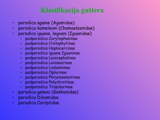 Klasifikacija guštera
• porodica agame (Agamidae)
• porodica kameleoni (Chamaeleonidae)
• porodica iguane, legvani (Iguanidae)
   –   podporodica   Corytophaninae
   –   podporodica   Crotaphytinae
   –   podporodica   Hoplocercinae
   –   podporodica   iguane Iguaninae
   –   podporodica   Leiocephalinae
   –   podporodica   Leiosaurinae
   –   podporodica   Liolaeminae
   –   podporodica   Oplurinae
   –   podporodica   Phrynosomatinae
   –   podporodica   Polychrotinae
   –   podporodica   Tropidurinae
• porodica gekoni (Gekkonidae)
• porodica Dibamidae
• porodica Cordylidae
 