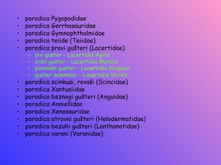•   porodica Pygopodidae
•   porodica Gerrhosauridae
•   porodica Gymnophthalmidae
•   porodica teiide (Teiidae)
•   porodica pravi gušteri (Lacertidae)
    –   sivi guster - Lacertidia Agilis
    –   zidni guster - Lacertidia Muralis
    –   planinski guster - Lacertidia Vivipara
    –   guster zelembac - Lacertidia Viridis
•   porodica scinkusi, rovaši (Scincidae)
•   porodica Xantusiidae
•   porodica beznogi gušteri (Anguidae)
•   porodica Anniellidae
•   porodica Xenosauridae
•   porodica otrovni gušteri (Helodermatidae)
•   porodica bezuhi gušteri (Lanthanotidae)
•   porodica varani (Varanidae)
 