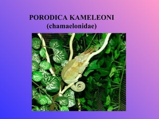 PORODICA KAMELEONI
   (chamaelonidae)
 