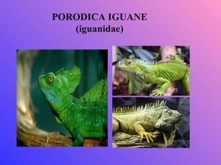PORODICA IGUANE
   (iguanidae)
 