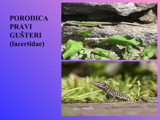 PORODICA
PRAVI
GUŠTERI
(lacertidae)
 