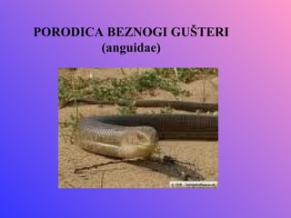 PORODICA BEZNOGI GUŠTERI
        (anguidae)
 