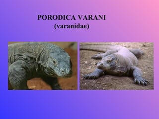 PORODICA VARANI
   (varanidae)
 