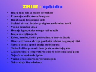 ZMIJE - ophidia
•   Imaju dugo telo sa malim prečnikom
•   Promenjen oblik utrobnih organa
•   Redukovano levo plućno krilo
•   Skeletni sistem i čulni organi glave međusobno srasli
•   Veoma pokretna vilica
•   Hvataju i gutaju plen mnogo veći od njih
•   Imaju pascepljen jezik
•   Kobre, mambe, šarke, poskoci imaju otrovne žlezde
•   Otrov se žrtvama ubrizga posebnim zubima na gornjoj vilici
•   Nemaju bubnu opnu i duplju srednjeg uva
•   Slušna koščica prenosi vibracije do unutrašnjeg uha
•   Zvečarke imaju temperaturno čulo za noćno hvatanje plena
•   Najveće su anakonda i piton
•   Većina je sa oviparnom reprodukcijom
•   Neke rađaju žive mladunce
 