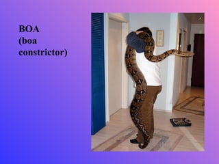BOA
(boa
constrictor)
 