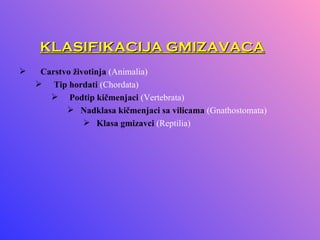 KLASIFIKACIJA GMIZAVACA
    Carstvo životinja (Animalia)
     Tip hordati (Chordata)
        Podtip kičmenjaci (Vertebrata)
            Nadklasa kičmenjaci sa vilicama (Gnathostomata)
                 Klasa gmizavci (Reptilia)
 
