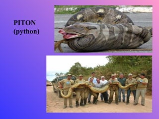 PITON
(python)
 