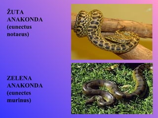 ŽUTA
ANAKONDA
(eunectus
notaeus)




ZELENA
ANAKONDA
(eunectes
murinus)
 