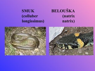 SMUK           BELOUŠKA
(colluber          (natrix
longissimus)       natrix)
 