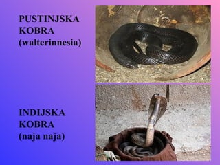 PUSTINJSKA
KOBRA
(walterinnesia)




INDIJSKA
KOBRA
(naja naja)
 