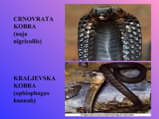 CRNOVRATA
KOBRA
(naja
nigricollis)




KRALJEVSKA
KOBRA
(ophiophagus
hannah)
 