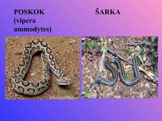 POSKOK       ŠARKA
(vipera
ammodytes)
 