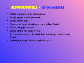 KROKODILI - crocodilia
• Slični su mezozojskim gmizavcima
• Imaju potpuno podeljeno srce
• Imaju čvrsto nepce
• Unutrašnji nosni otvori nalaze se u oblasti ždrela
• Kažni oklop je razvijen
• Imaju amfibijski način života
• U želucu im se nalaze kamičci, koji pomažu pri usitnjavanju
  hrane
• Nastanjuju tropske i suptropske krajeve
 