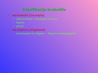 Klasifikacija krokodila
• red krokodili (Crocodylia)
   – nilski krokodil - crocodylus niloticus
   – kajman
   – gavijal
• red aligatora (Alligatores)
   – severnoamericki alligator - Alligator mississippiensis
 