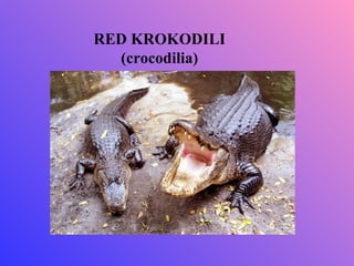RED KROKODILI
  (crocodilia)
 