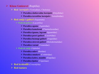  Klasa Gmizavci (Reptilia)
    Red kornjače (Testrudines, Chelonia)
             Porodica slatkovodne kornjače (Emydidae)
             Porodica terestične kornjače (Testudinidae)
    Red zmije i gušteri (Squamata)
        Podred gušteri (Lacertilia)
            Porodica agame (Agamidae)
            Porodica kameleoni (Chamaeleonidae)
            Porodica iguane, legvani (Iguanidae)
            Porodica pravi gušteri (Lacertidae)
            Porodica beznogi gušteri (Anguidae)
            Porodica otrovni gušteri (Helodermatidae)
            Porodica varani (Varanidae)
        Podred zmije (Ophidia)
            Porodica udavi (Boidae)
            Porodica smukovi (Colubridae)
            Porodica kobre, mambe (Elapidae)
            Porodica ljutice (Viperinae)
    Red krokodili (Crocodylia)
    Red tuatara
 