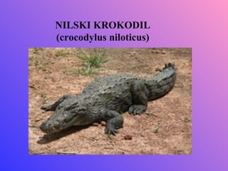 NILSKI KROKODIL
(crocodylus niloticus)
 