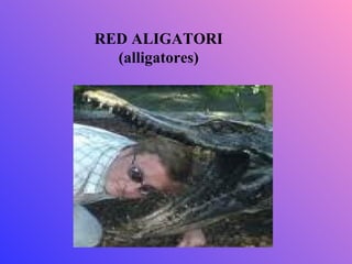 RED ALIGATORI
  (alligatores)
 