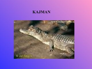 KAJMAN
 