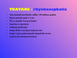 TUATARE - rhynhocephalia
•   Nisu menjali morfološke odlike 140 miliona godina
•   Danas postoje samo 2 vrste
•   Žive u okolini Novog Zelanda
•   Izuzetno su ugrožene
•   Nalikuju gušterima
•   Imaju dobro razvijeno neparno oko
•   Imaju 2 para neizmenjenih slepoočnih otvora
•   Leđa su im ukrašena krestom
 