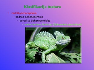 Klasifikacija tuatara
• red Rhynchocephalia
   – podred Sphenodontida
       • porodica Sphenodontidae
           – vrsta tuatera, haterija (Sphenodon punctatum)
 