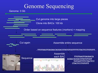 Genome Sequencing Genome: 3 Gb Cut genome into large pieces Clone into BACs: 100 kb Order based on sequence features ( markers ) = mapping Cut again Sequence AGAACAGGACGTATGTGGT TGTGGTTTTCTACTCC CTACTCCTGTGTT TTGTAAGTGAGAACA Assemble each BAC … TTGTAAGTGAGAACAGGACGTATGTGGTTTTCTACTCCTGTGTT… Assemble entire sequence 