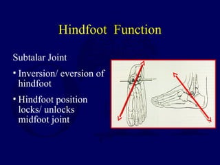 Hindfoot Function
Subtalar Joint
• Inversion/ eversion of
hindfoot
• Hindfoot position
locks/ unlocks
midfoot joint
 