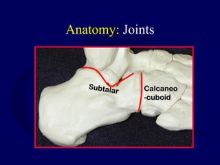 Anatomy: Joints
Subtalar
Subtalar CalcaneoCalcaneo
-cuboid-cuboid
 