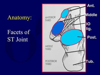 Anatomy:
Facets of
ST Joint
Ant.Ant.
MiddleMiddle
Post.Post.
Tub.Tub.
IOIO
lig.lig.
 