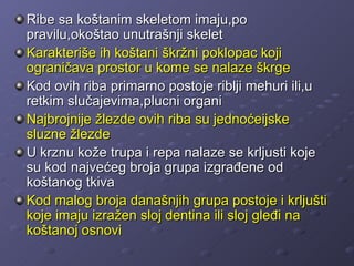Ribe sa koštanim skeletom imaju,po
pravilu,okoštao unutrašnji skelet
Karakteriše ih koštani škržni poklopac koji
ograničava prostor u kome se nalaze škrge
Kod ovih riba primarno postoje riblji mehuri ili,u
retkim slučajevima,plucni organi
Najbrojnije žlezde ovih riba su jednoćeijske
sluzne žlezde
U krznu kože trupa i repa nalaze se krljusti koje
su kod najvećeg broja grupa izgrađene od
koštanog tkiva
Kod malog broja današnjih grupa postoje i krljušti
koje imaju izražen sloj dentina ili sloj gleđi na
koštanoj osnovi
 