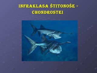 i nfRaKlasa štitonoše -
      chondRostei
 