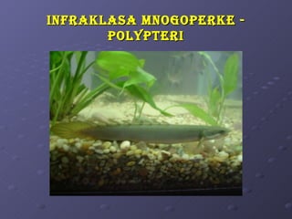 i nfRaKlasa mnogopeRKe -
        polypteRi
 