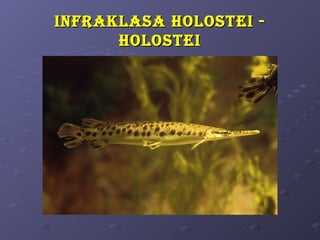 i nfRaKlasa holostei -
       holostei
 
